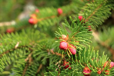 Bir ladin dalında açan kırmızı çam kozalakları.