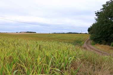 Avrupa 'da Fransa' da tarımsal manzara görünümünde olgunlaşmış darı ürünleri