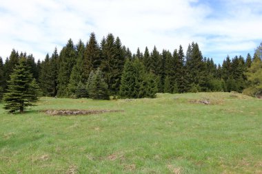 Baharda ağaçlarla ve çayırlarla dolu yeşil bir arazi.