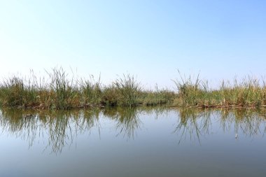 a boat trip in the marshlands of iraq near Chibayish, Chabaish, Nasiriya clipart