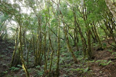 İspanya 'daki Anaga dağlarındaki bulut ormanı, Kanarya Adaları, Tenerife