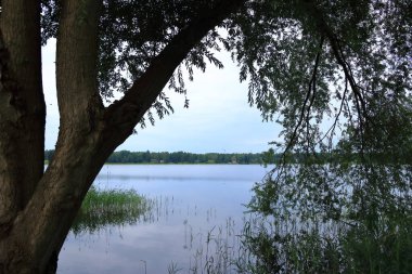 Almanya 'da Brandenburg, Wandlitz' de küçük bir göl kıyısında sazlıklar var.