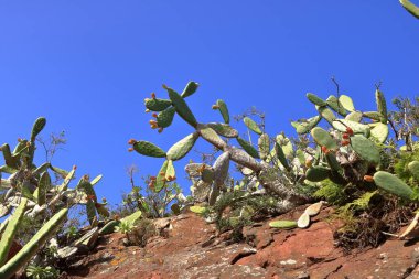İspanya, Kanarya Adaları, Tenerife 'de dikenli bir kaktüs bitkisi.