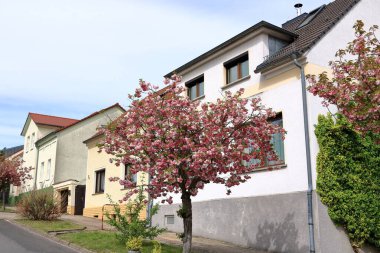 Avrupa 'da Werder (Havel), Brandenburg, Almanya' da kiraz ağacı çiçek açıyor