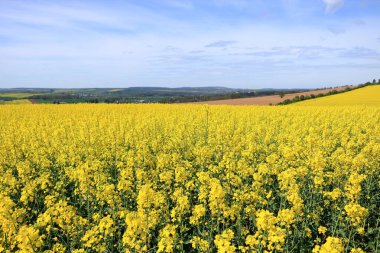 Almanya 'da Saksonya' da sarı çiçekli kolza tohumu tarlası