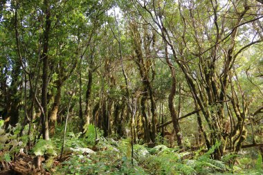 İspanya 'daki Anaga dağlarındaki bulut ormanı, Kanarya Adaları, Tenerife