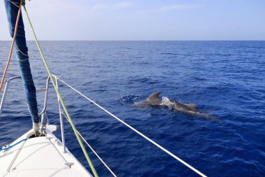 İspanya 'nın Tenerife Kanarya Adaları' nın batı kıyısında yüzen bebekli pilot balinalar, Costa Adeje
