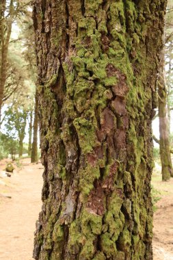 İspanya 'daki Kanarya Adaları, El Hierro' daki engebeli çam gövdeleri.