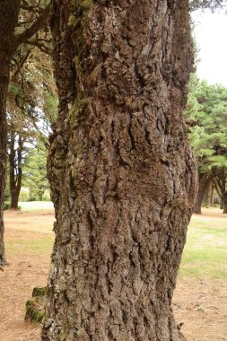 İspanya 'daki Kanarya Adaları, El Hierro' daki engebeli çam gövdeleri.