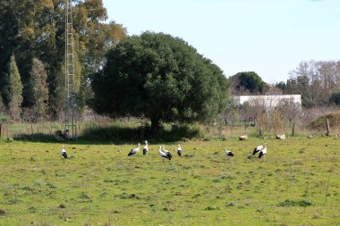 İspanya 'da El Higueron, Cordoba, Endülüs yakınlarında dinlenen büyük bir grup leylek.