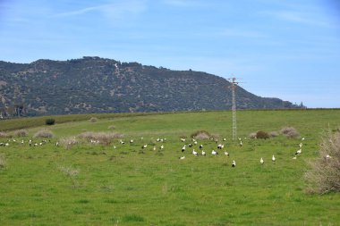 İspanya 'da El Higueron, Cordoba, Endülüs yakınlarında dinlenen büyük bir grup leylek.