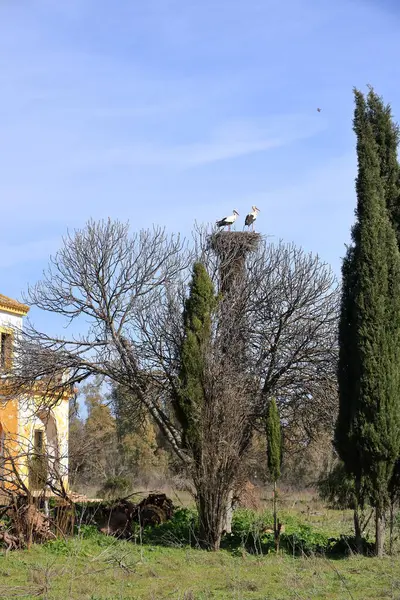 İspanya 'da El Higueron, Cordoba, Endülüs yakınlarındaki bir evin çatısında oturan leylekler.