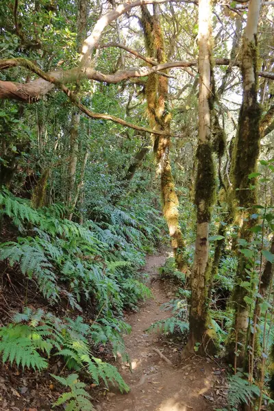 İspanya 'daki Anaga dağlarındaki bulut ormanı, Kanarya Adaları, Tenerife