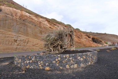 Rüzgâr esintisi ardıç ağacı, Monumento a la Sabina de El Hierro İspanya 'daki Kanarya Adaları, Puerto de la Estaca yakınlarında.