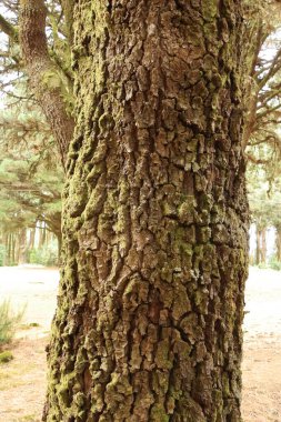 İspanya 'daki Kanarya Adaları, El Hierro' daki engebeli çam gövdeleri.