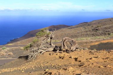 El Sabinar, El Hierro, İspanya 'daki Kanarya Adaları yakınlarındaki Atlantik Okyanusu' nun kıyısında bir uçurumun kenarında büyüyen rüzgarla bükülmüş bir ardıç ağacı.