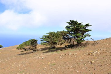 El Sabinar, El Hierro, Kanarya Adaları, İspanya