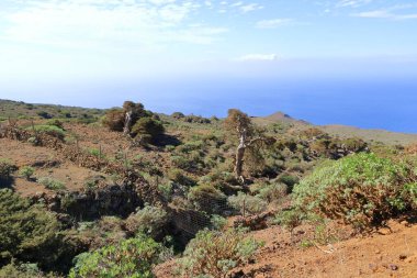 El Sabinar, El Hierro, İspanya 'daki Kanarya Adaları yakınlarındaki Atlantik Okyanusu' nun kıyısında bir uçurumun kenarında büyüyen rüzgarla bükülmüş bir ardıç ağacı.