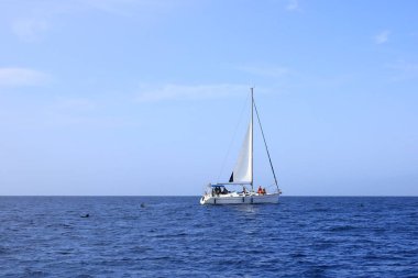 Costa Adeje, Tenerife, İspanya 'daki Kanarya Adaları - 02 Aralık 2024: batı kıyısı önünde balinalı tekne