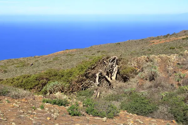 El Sabinar, El Hierro, İspanya 'daki Kanarya Adaları yakınlarındaki Atlantik Okyanusu' nun kıyısında bir uçurumun kenarında büyüyen rüzgarla bükülmüş bir ardıç ağacı.