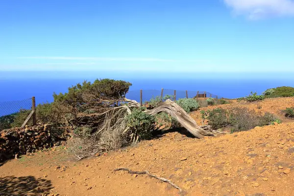El Sabinar, El Hierro, İspanya 'daki Kanarya Adaları yakınlarındaki Atlantik Okyanusu' nun kıyısında bir uçurumun kenarında büyüyen rüzgarla bükülmüş bir ardıç ağacı.