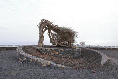 Rüzgâr esintisi ardıç ağacı, Monumento a la Sabina de El Hierro İspanya 'daki Kanarya Adaları, Puerto de la Estaca yakınlarında.
