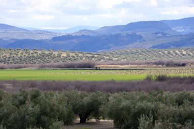 İspanya 'nın başkenti Anadalucia' da bulunan Laguna del Salobral