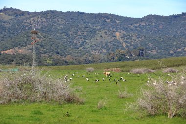 İspanya 'da El Higueron, Cordoba, Endülüs yakınlarında dinlenen büyük bir grup leylek.