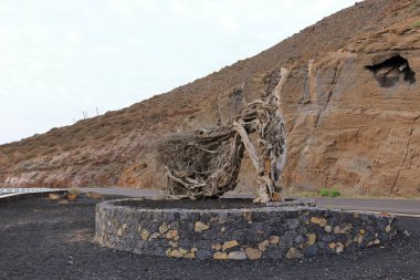 Rüzgâr esintisi ardıç ağacı, Monumento a la Sabina de El Hierro İspanya 'daki Kanarya Adaları, Puerto de la Estaca yakınlarında.