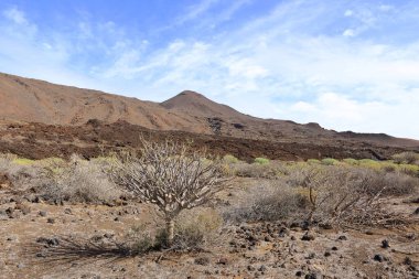 Sersemletici volkanik manzara, engebeli lav kayaları ve El Hierro, Kanarya Adaları, İspanya 'daki yeşil bitki örtüleri.