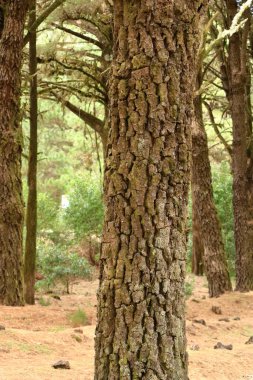 İspanya 'daki Kanarya Adaları, El Hierro' daki engebeli çam gövdeleri.