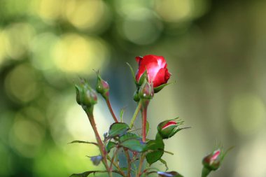 Bahçede açan kırmızı güller