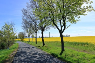 Almanya 'da Saksonya' da sarı çiçekli kolza tohumu tarlası