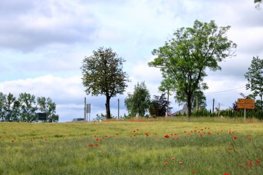 Possendorf, Saksonya, Almanya Avrupa - 31 Mayıs 2024: Bir tarlada açan kırmızı gelincikler