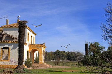 İspanya 'da El Higueron, Cordoba, Endülüs yakınlarındaki bir evin çatısında oturan leylekler.