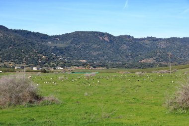 İspanya 'da El Higueron, Cordoba, Endülüs yakınlarında dinlenen büyük bir grup leylek.