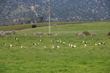 İspanya 'da El Higueron, Cordoba, Endülüs yakınlarında dinlenen büyük bir grup leylek.