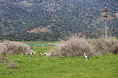 İspanya 'da El Higueron, Cordoba, Endülüs yakınlarında dinlenen büyük bir grup leylek.
