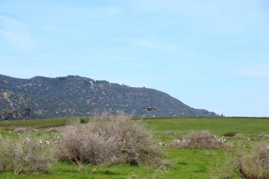 İspanya 'da El Higueron, Cordoba, Endülüs yakınlarındaki bir çayırda uçan leylekler.