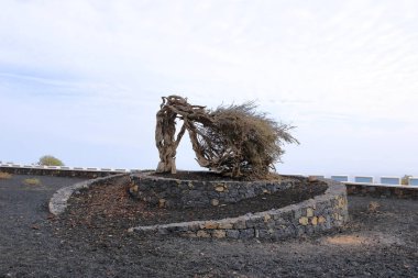 Rüzgâr esintisi ardıç ağacı, Monumento a la Sabina de El Hierro İspanya 'daki Kanarya Adaları, Puerto de la Estaca yakınlarında.