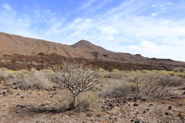 Sersemletici volkanik manzara, engebeli lav kayaları ve El Hierro, Kanarya Adaları, İspanya 'daki yeşil bitki örtüleri.