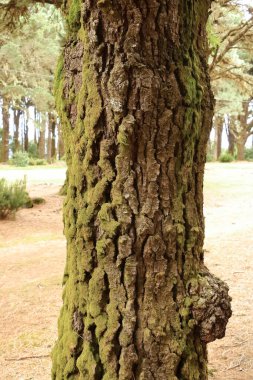 İspanya 'daki Kanarya Adaları, El Hierro' daki engebeli çam gövdeleri.