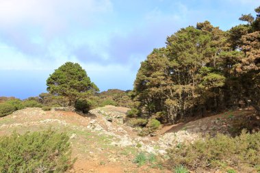 El Sabinar, El Hierro, Kanarya Adaları, İspanya