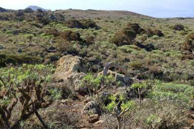 El Sabinar, El Hierro, İspanya 'daki Kanarya Adaları yakınlarındaki Atlantik Okyanusu' nun kıyısında bir uçurumun kenarında büyüyen rüzgarla bükülmüş bir ardıç ağacı.