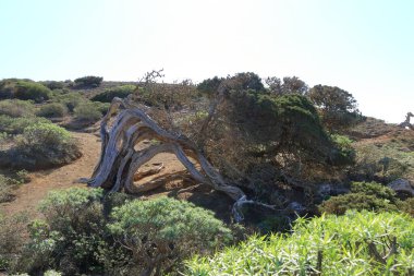El Sabinar, El Hierro, İspanya 'daki Kanarya Adaları yakınlarındaki Atlantik Okyanusu' nun kıyısında bir uçurumun kenarında büyüyen rüzgarla bükülmüş bir ardıç ağacı.