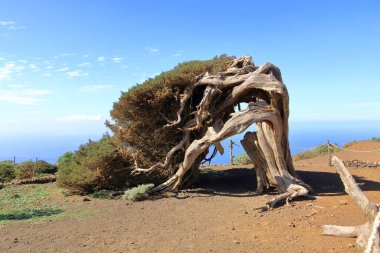 El Sabinar, El Hierro, İspanya 'daki Kanarya Adaları yakınlarındaki Atlantik Okyanusu' nun kıyısında bir uçurumun kenarında büyüyen rüzgarla bükülmüş bir ardıç ağacı.