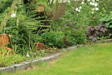 Bir dişi Avrasya karatavuğu namı diğer Karatavuk veya Turdus merula portresi.