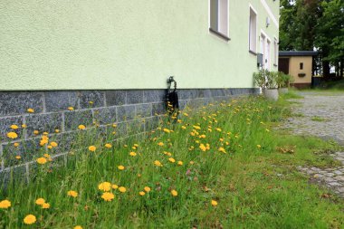 Leontodon hispidus, gür saçlı karahindiba çiçekleri