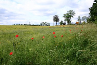 Almanya, Saksonya 'da bir tarlada açmakta olan kırmızı gelincikler.