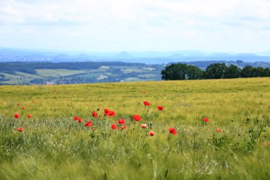Almanya, Saksonya 'da bir tarlada açmakta olan kırmızı gelincikler.